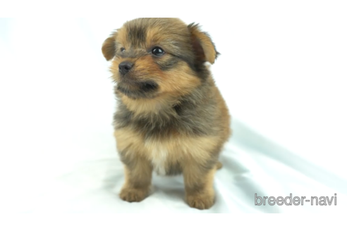 成約済の千葉県のミックス犬-157939の4枚目